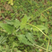 Tridax procumbens L.